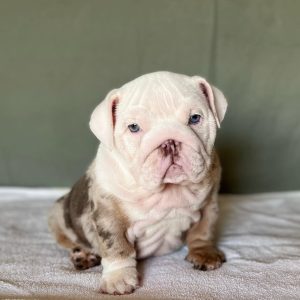 Bailey, Female