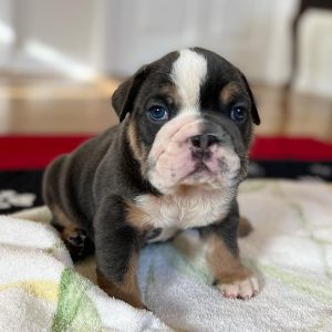 Bentley Male