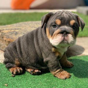 Bruno, Male