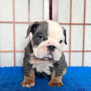 Duke, Male